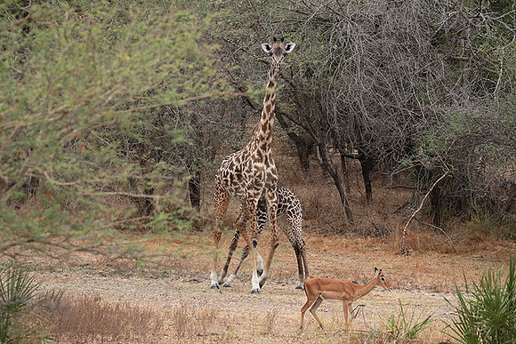 Selous