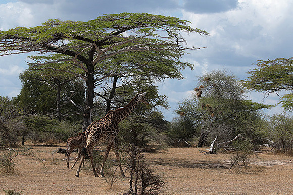 Selous