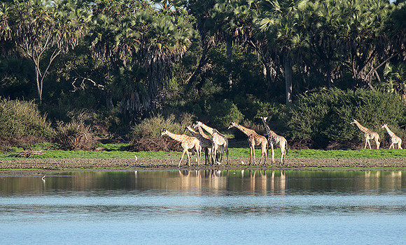 Selous