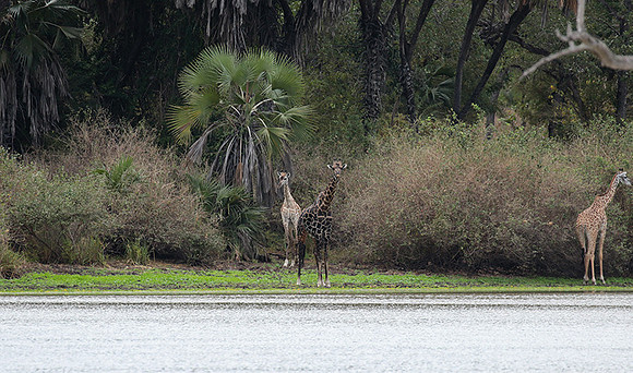 Selous
