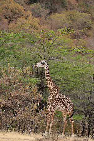 Selous