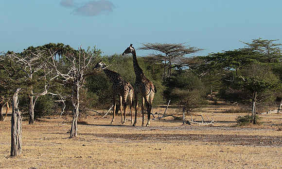 Selous