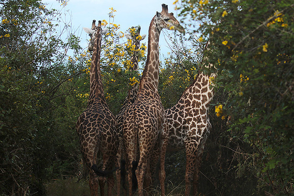 Selous