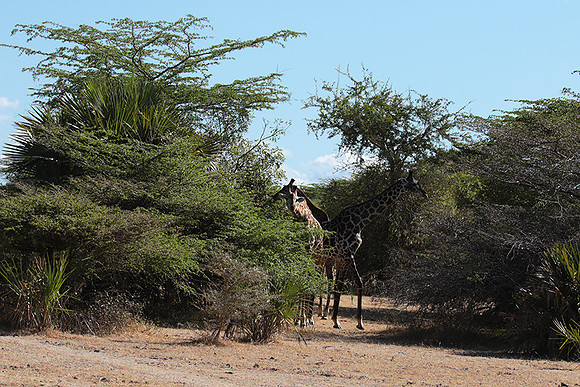 Selous