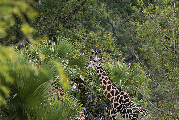 Selous