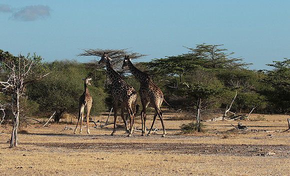 Selous