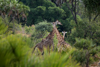 Selous