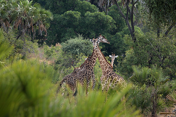 Selous