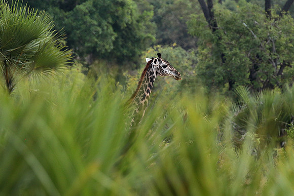 Selous