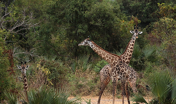 Selous