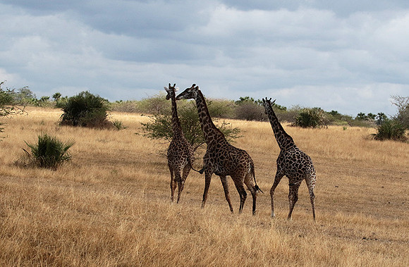 Selous