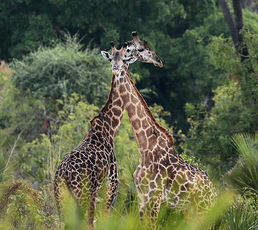 Selous