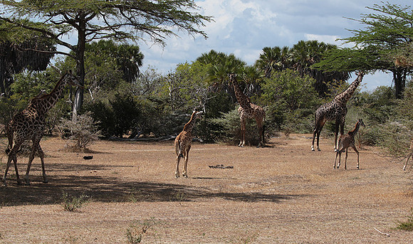 Selous
