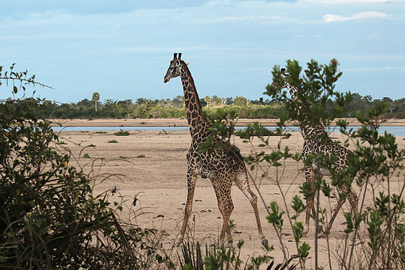 Selous