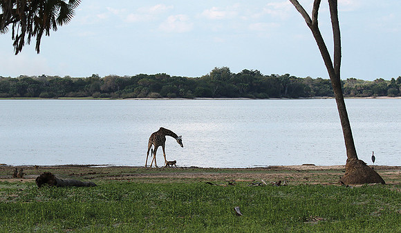 Selous