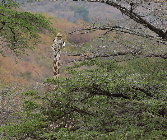Selous