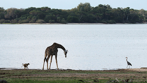 Selous