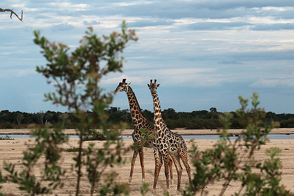 Selous
