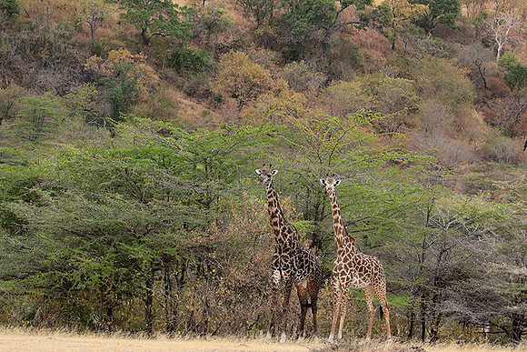 Selous