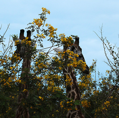 Selous