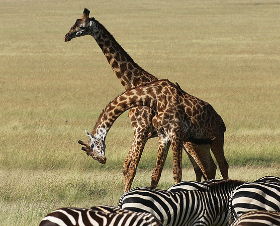 Serengeti - Grumeti Private Reserve