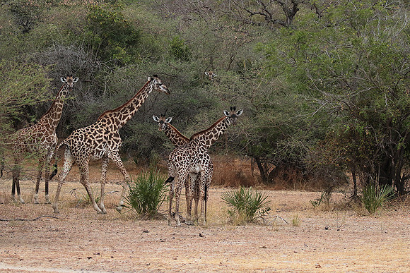 Selous
