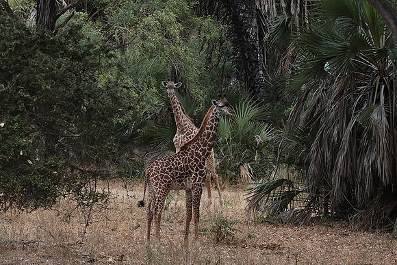 Selous