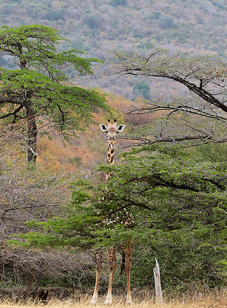 Selous