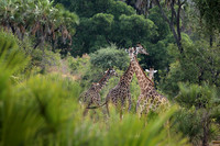 Selous
