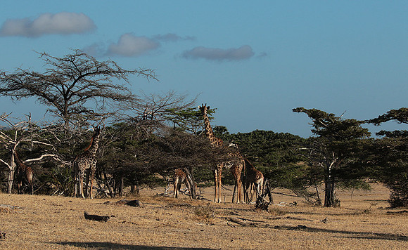 Selous