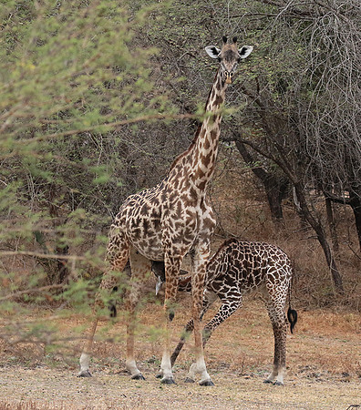 Selous