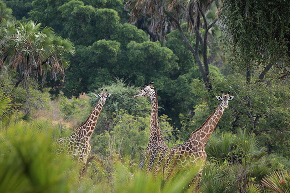 Selous