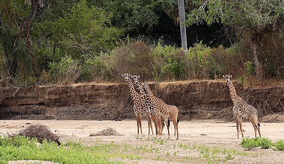 Selous