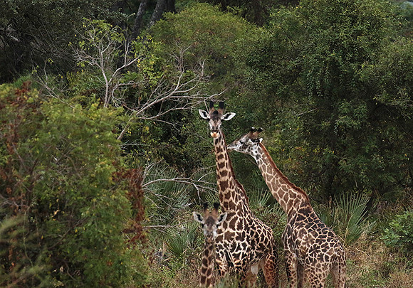 Selous