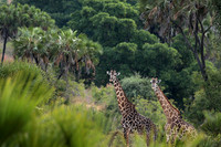 Selous