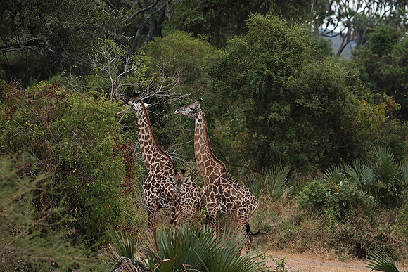 Selous