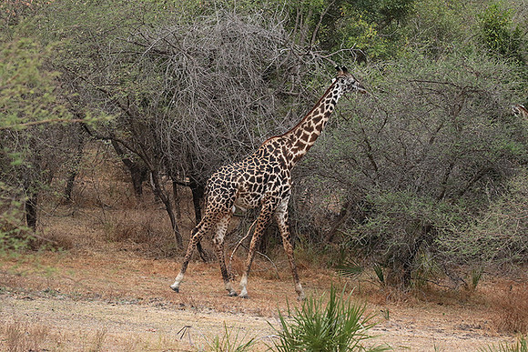 Selous