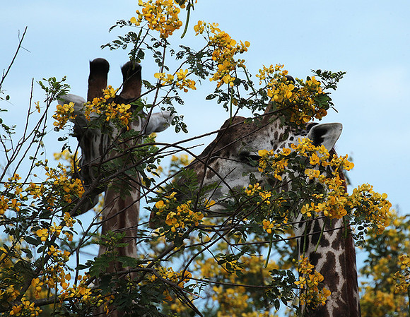 Selous