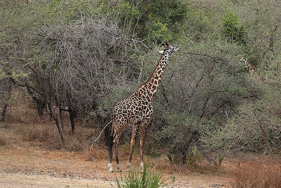 Selous