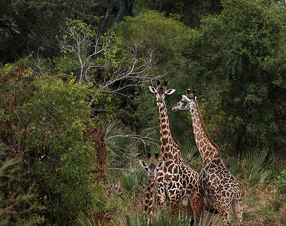 Selous