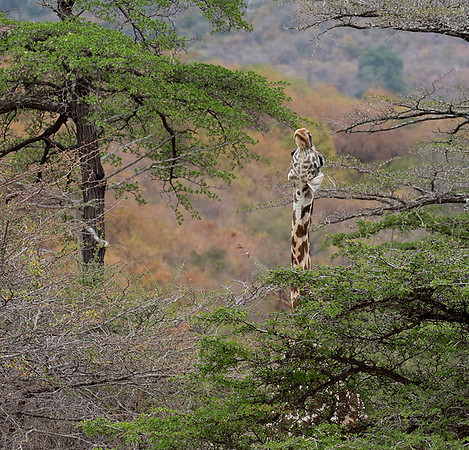 Selous