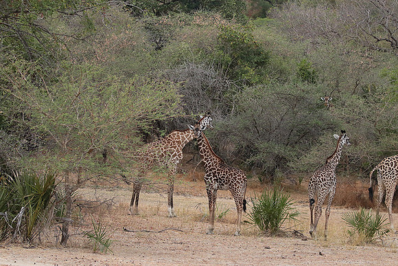 Selous