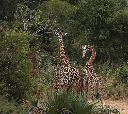 Selous