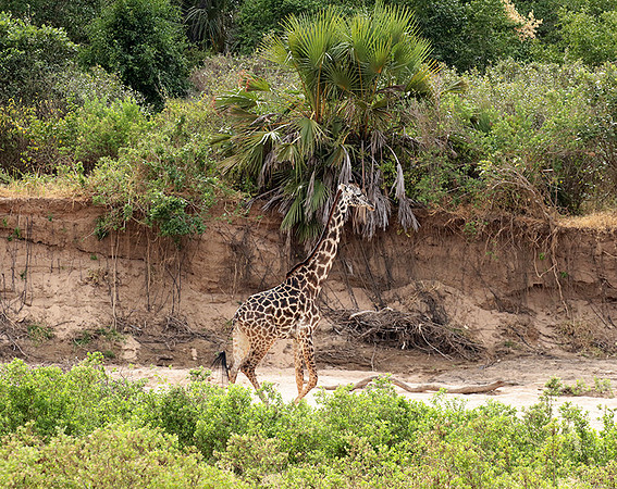 Selous