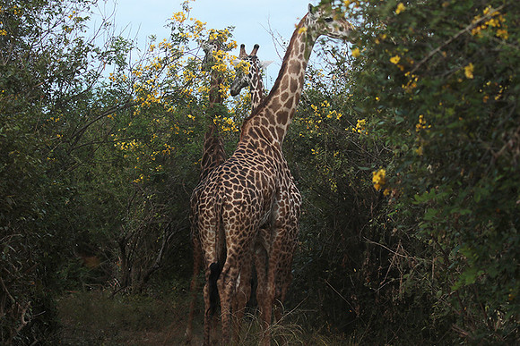 Selous