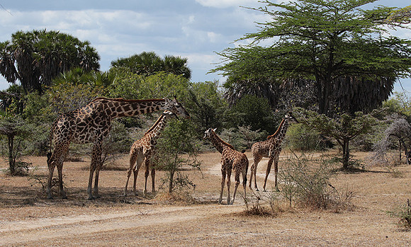 Selous