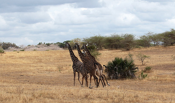 Selous