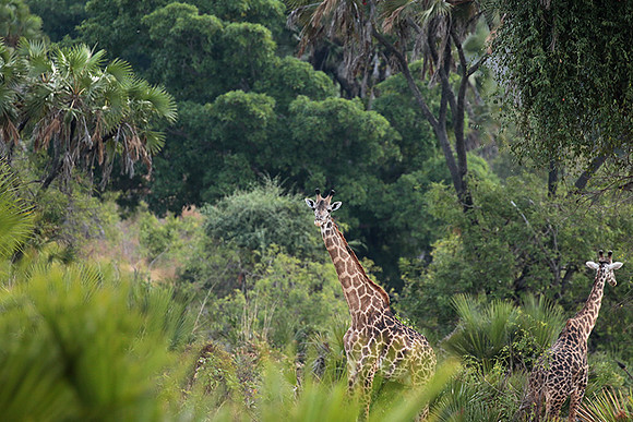Selous