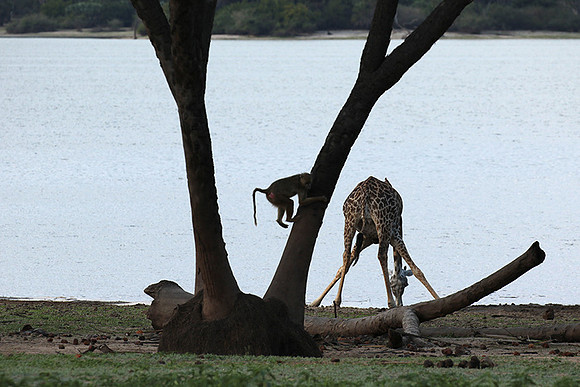 Selous