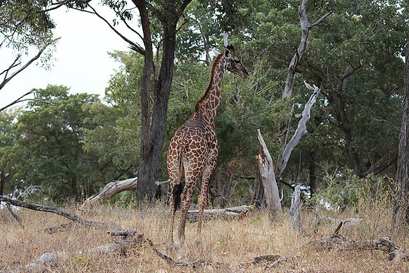 Selous
